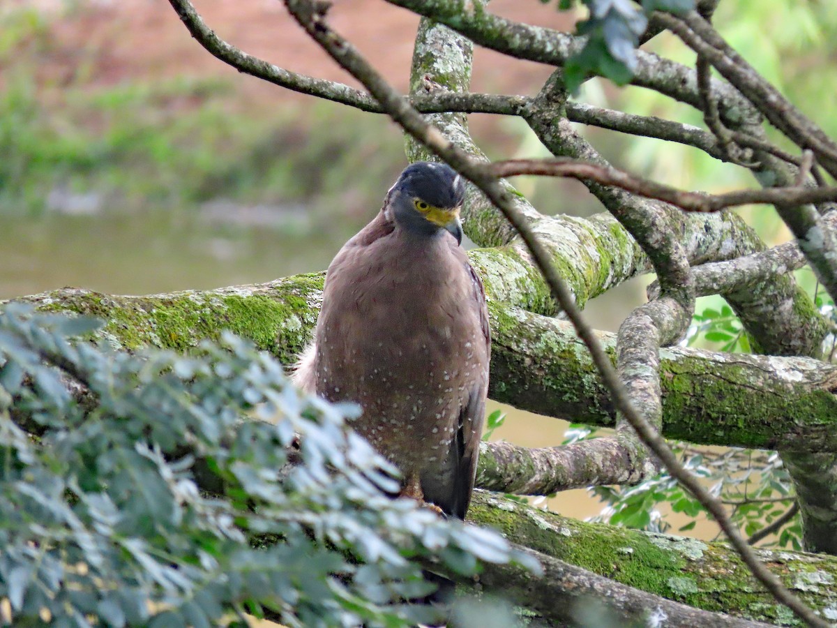 大冠鷲 - ML646806041