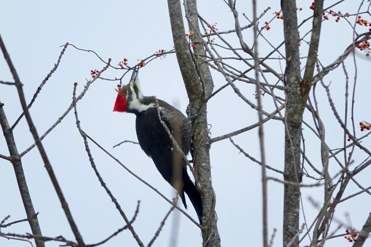Pileated Woodpecker - ML646806042