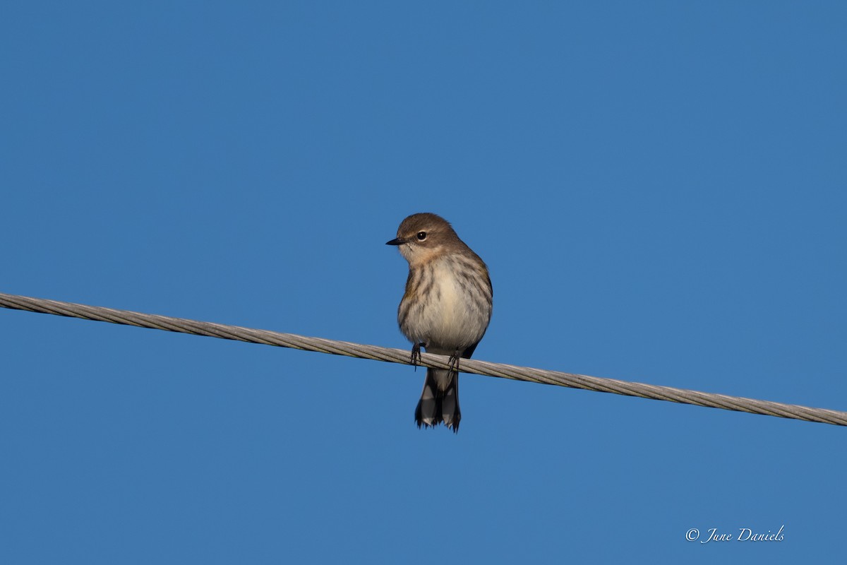 Миртовый певун - ML646806046