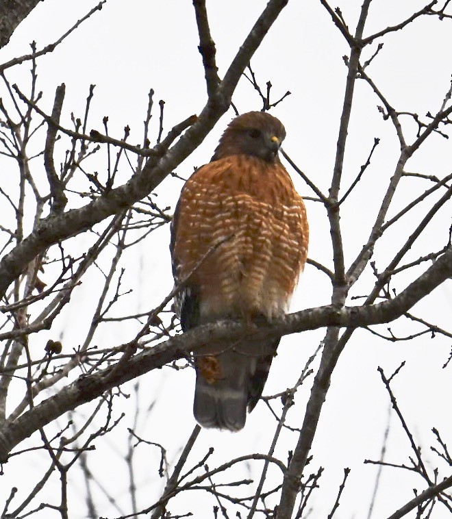 Red-shouldered Hawk - ML646806047