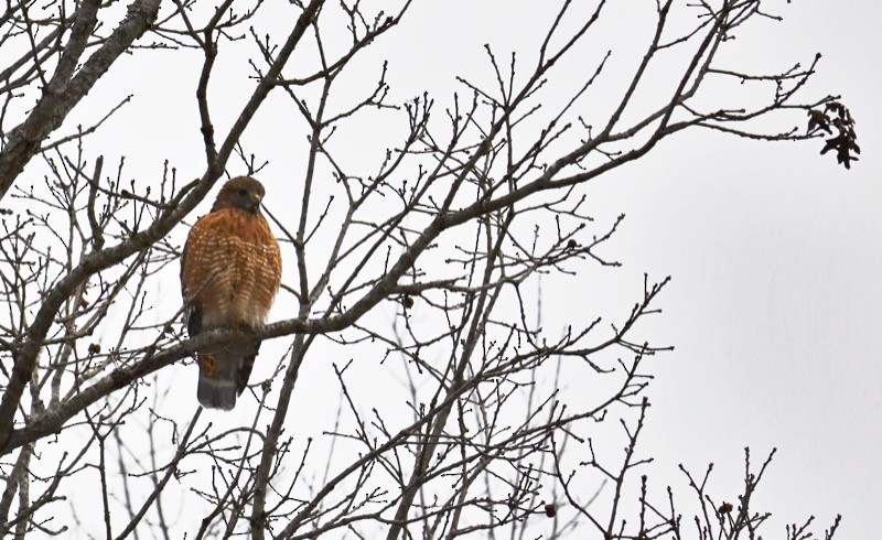 Red-shouldered Hawk - ML646806048