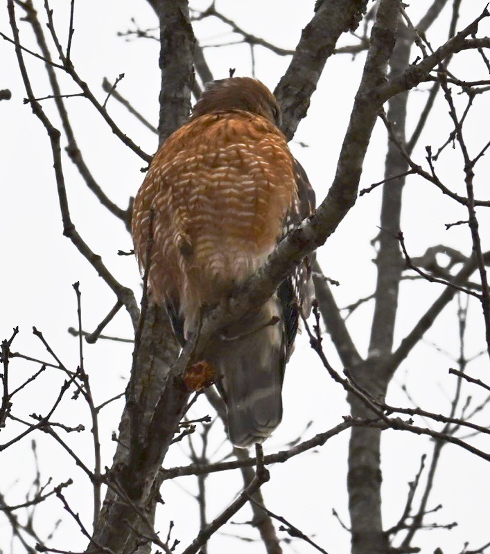 Red-shouldered Hawk - ML646806049