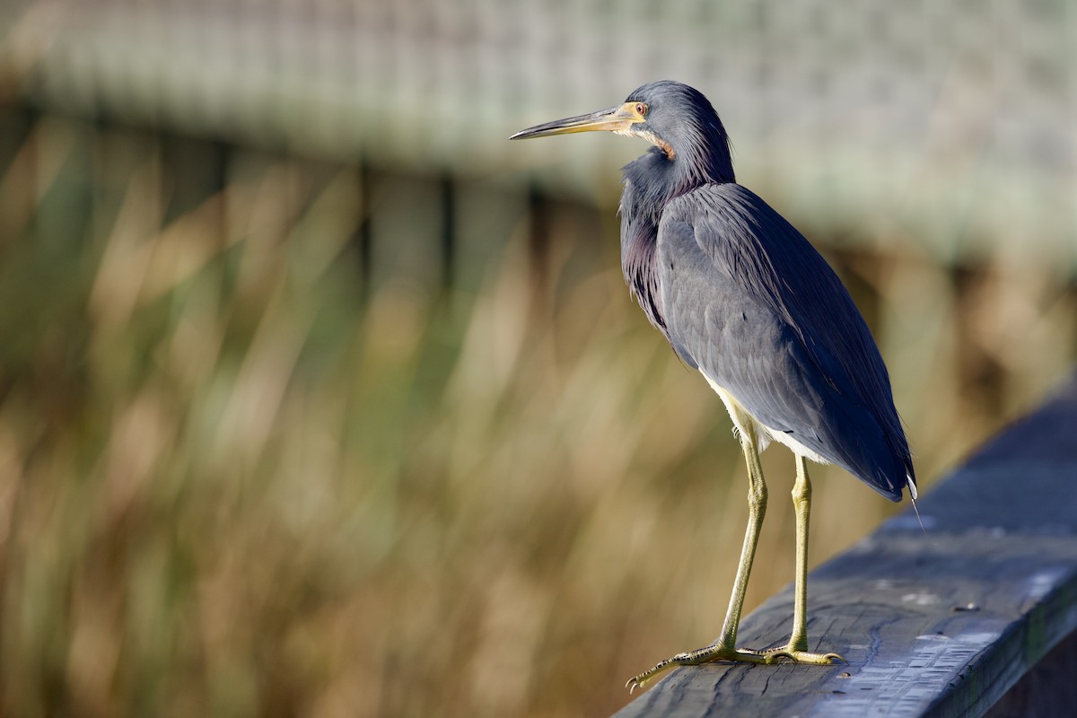 Tricolored Heron - ML646806051