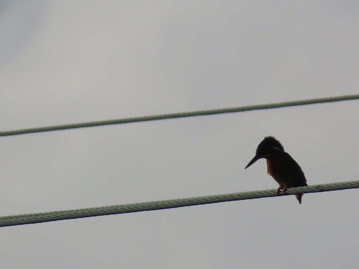 Common Kingfisher - ML646806052