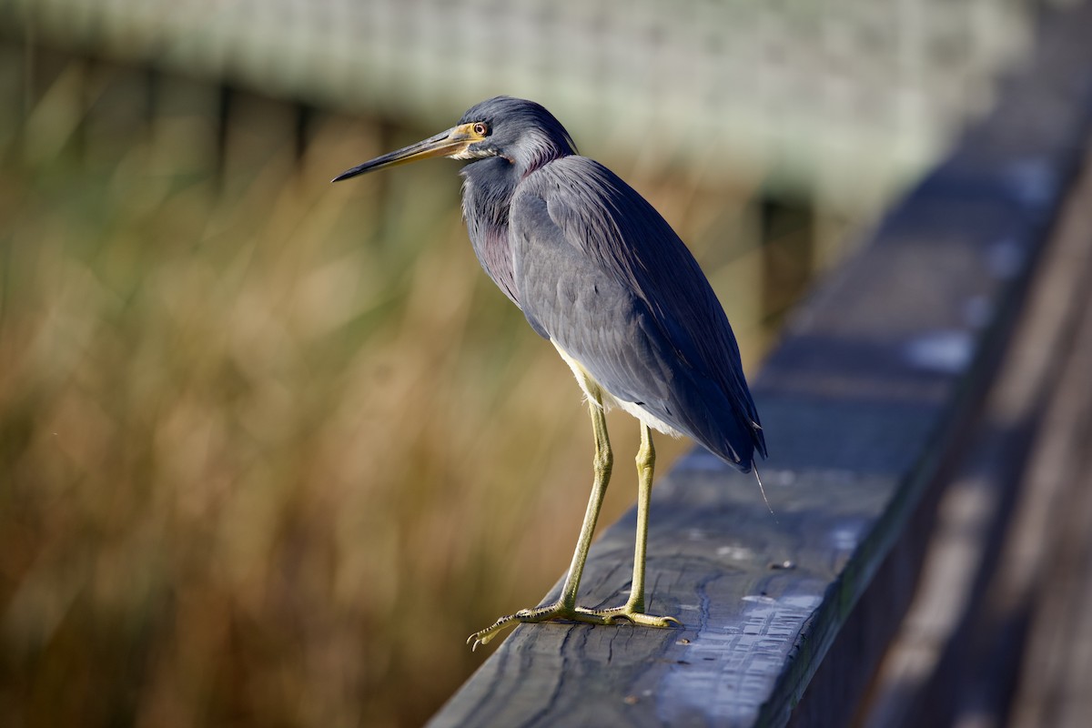 Tricolored Heron - ML646806053