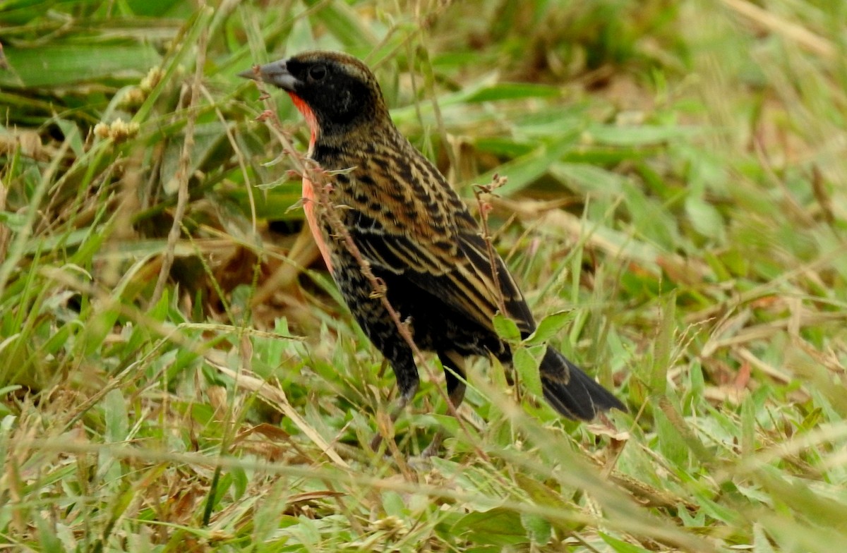 Red-breasted Meadowlark - ML646806060
