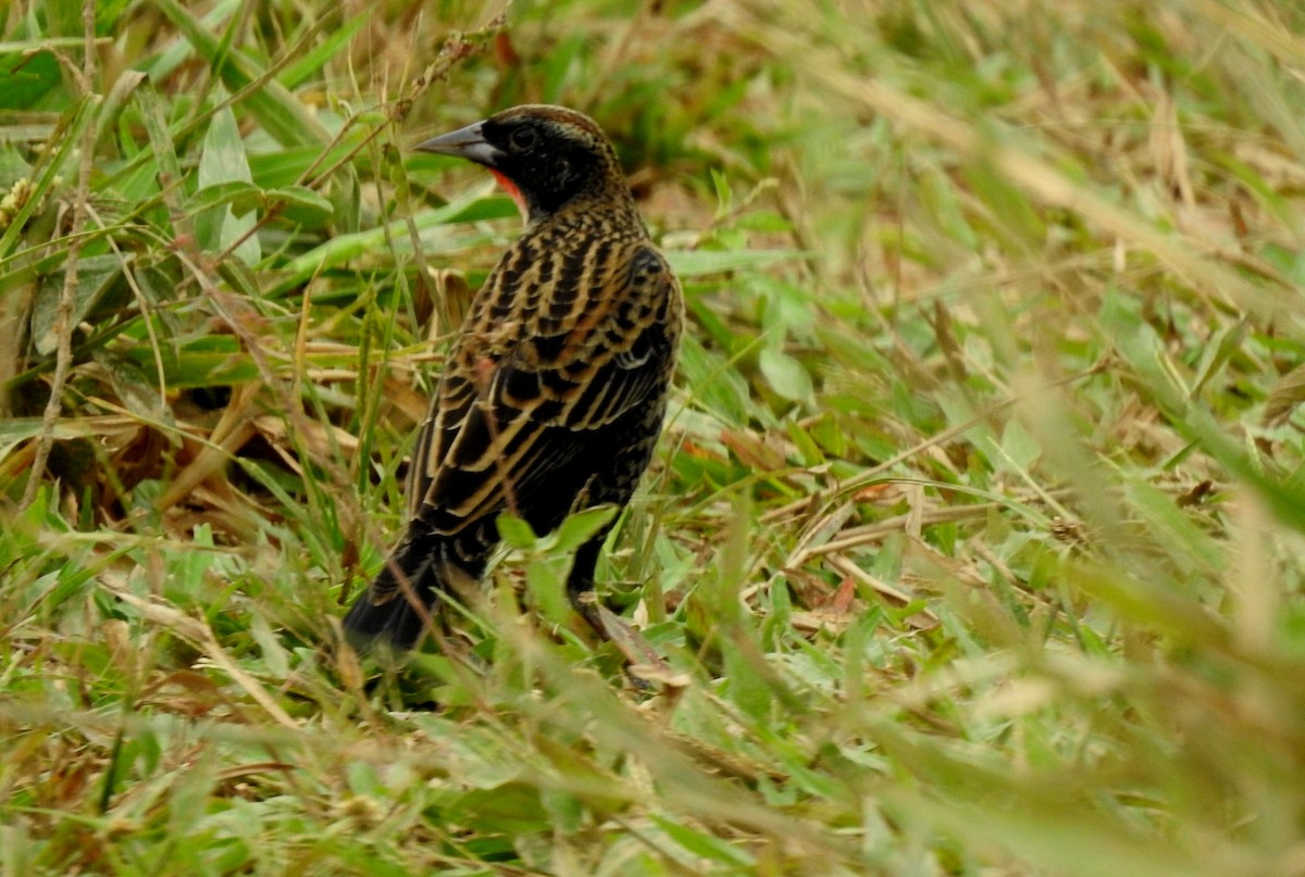 Red-breasted Meadowlark - ML646806062