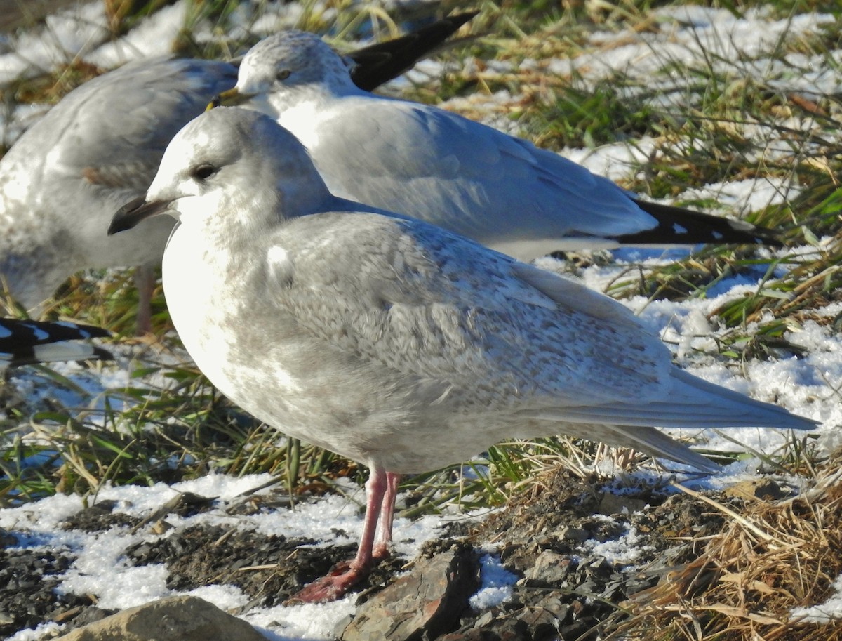 Iceland Gull (kumlieni) - ML646806066