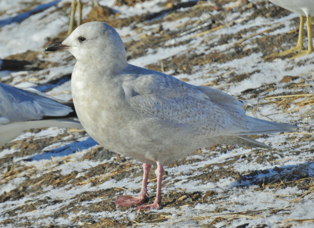 Iceland Gull (kumlieni) - ML646806067
