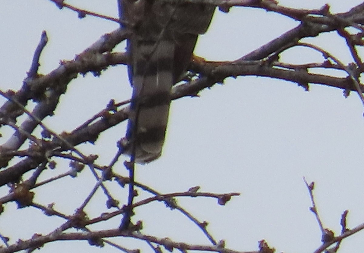 Cooper's Hawk - ML646806068