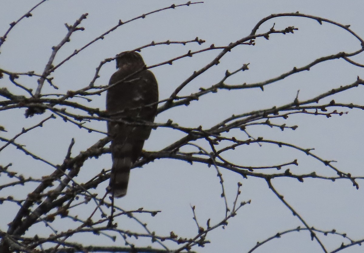 Cooper's Hawk - ML646806069