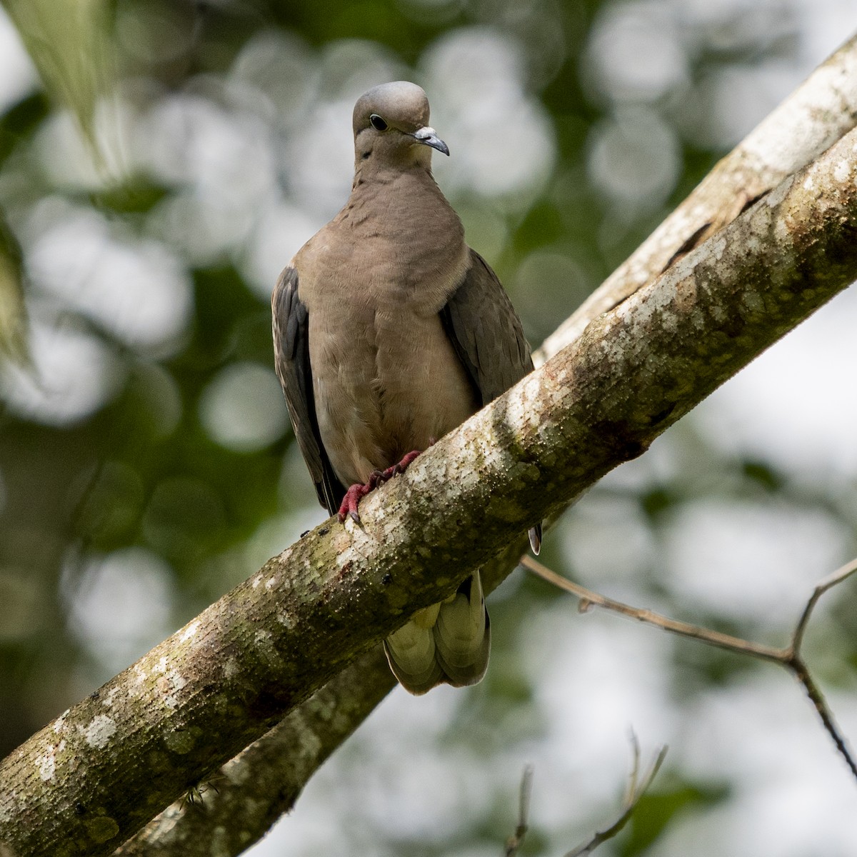 Eared Dove - ML646806070