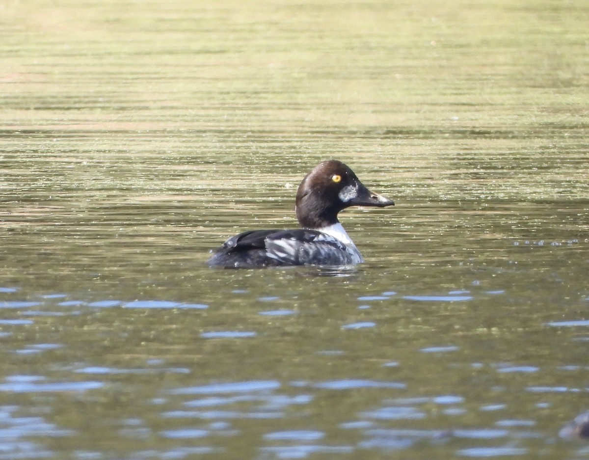 Common Goldeneye - ML646806071