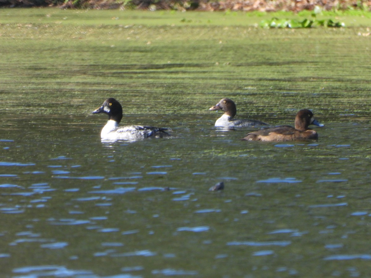 Common Goldeneye - ML646806072