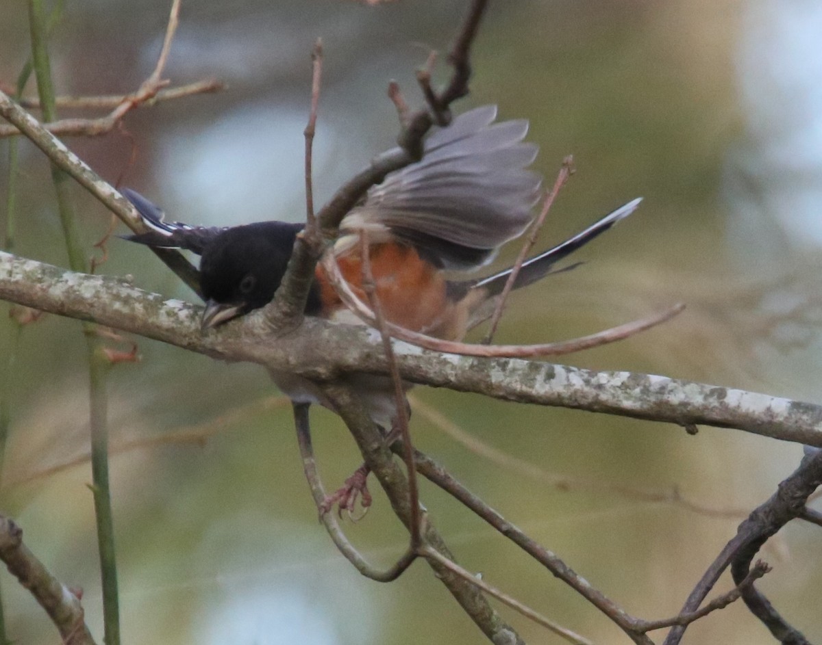 Eastern Towhee - ML646806074