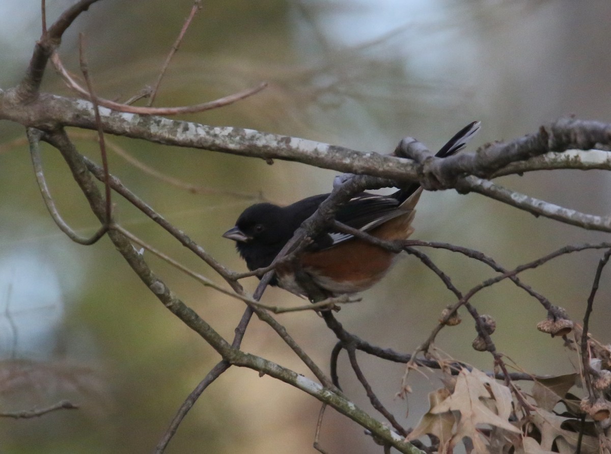 Eastern Towhee - ML646806075