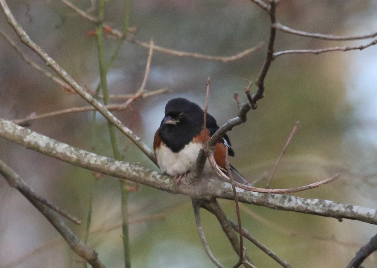 Eastern Towhee - ML646806076