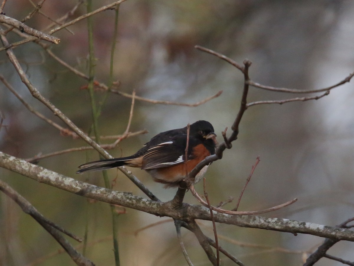 Eastern Towhee - ML646806077