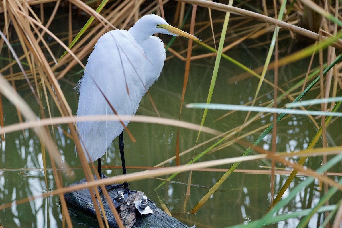 Great Egret - ML646806079