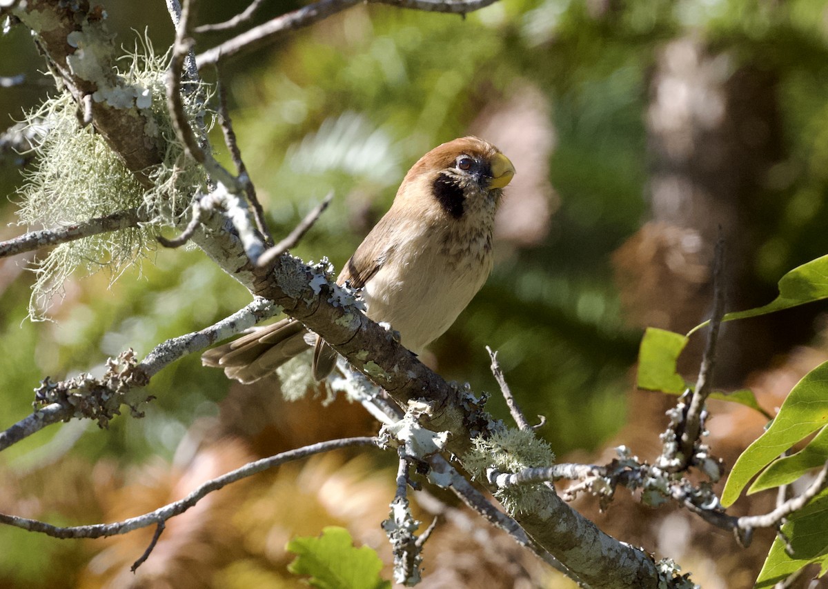 Spot-breasted Parrotbill - ML646806081