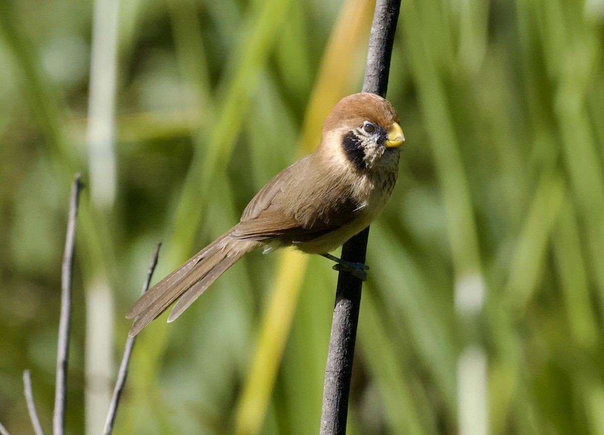 Spot-breasted Parrotbill - ML646806082