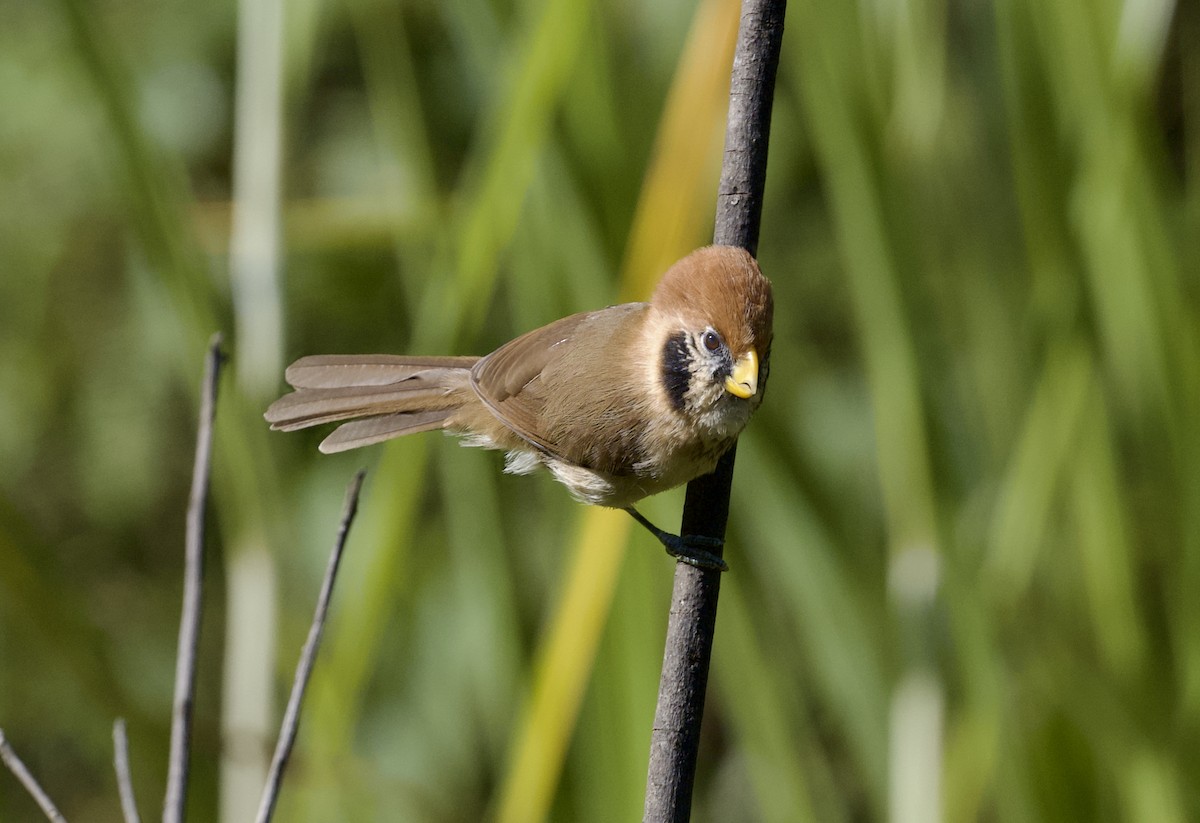 Spot-breasted Parrotbill - ML646806083