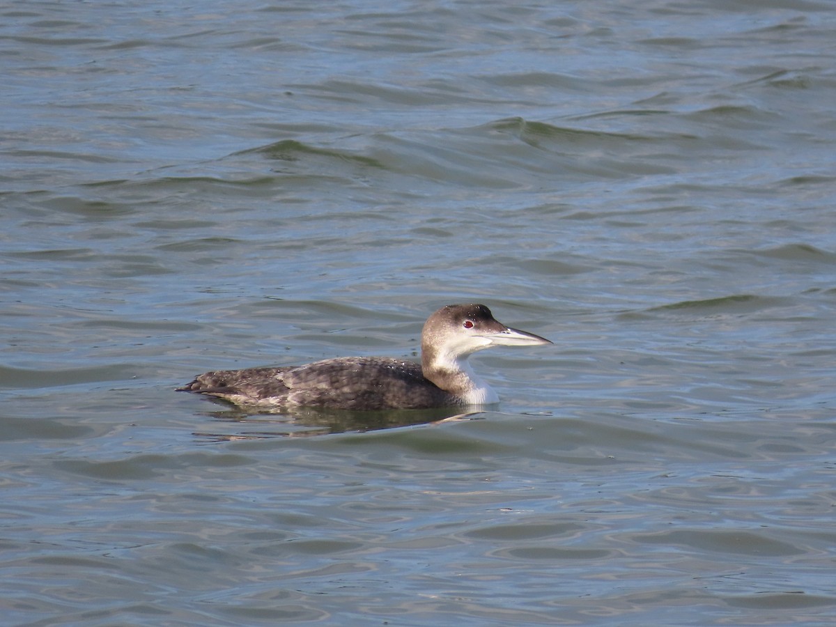 Common Loon - ML646806085