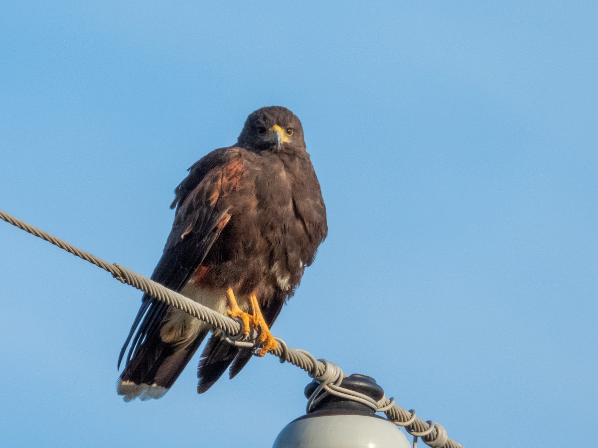 Harris's Hawk - ML646806086