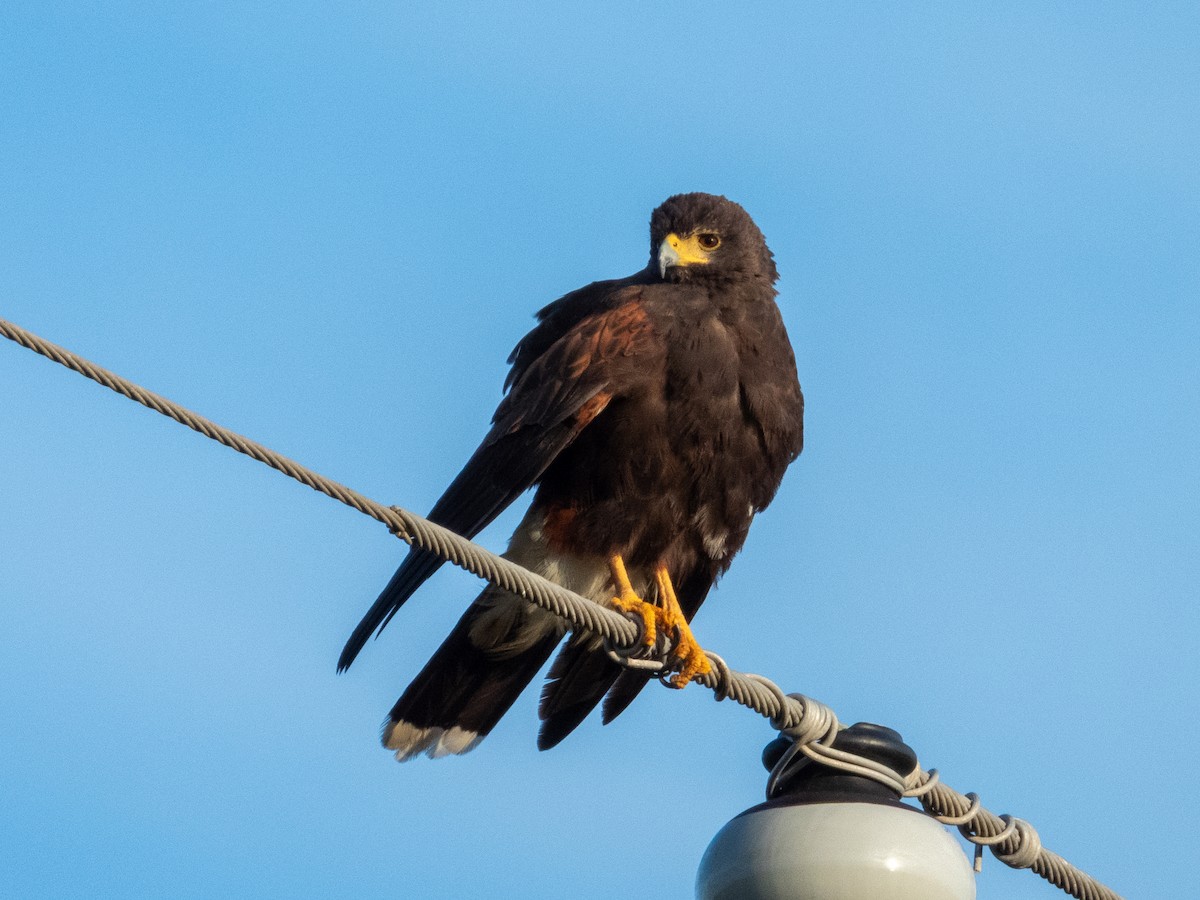 Harris's Hawk - ML646806087