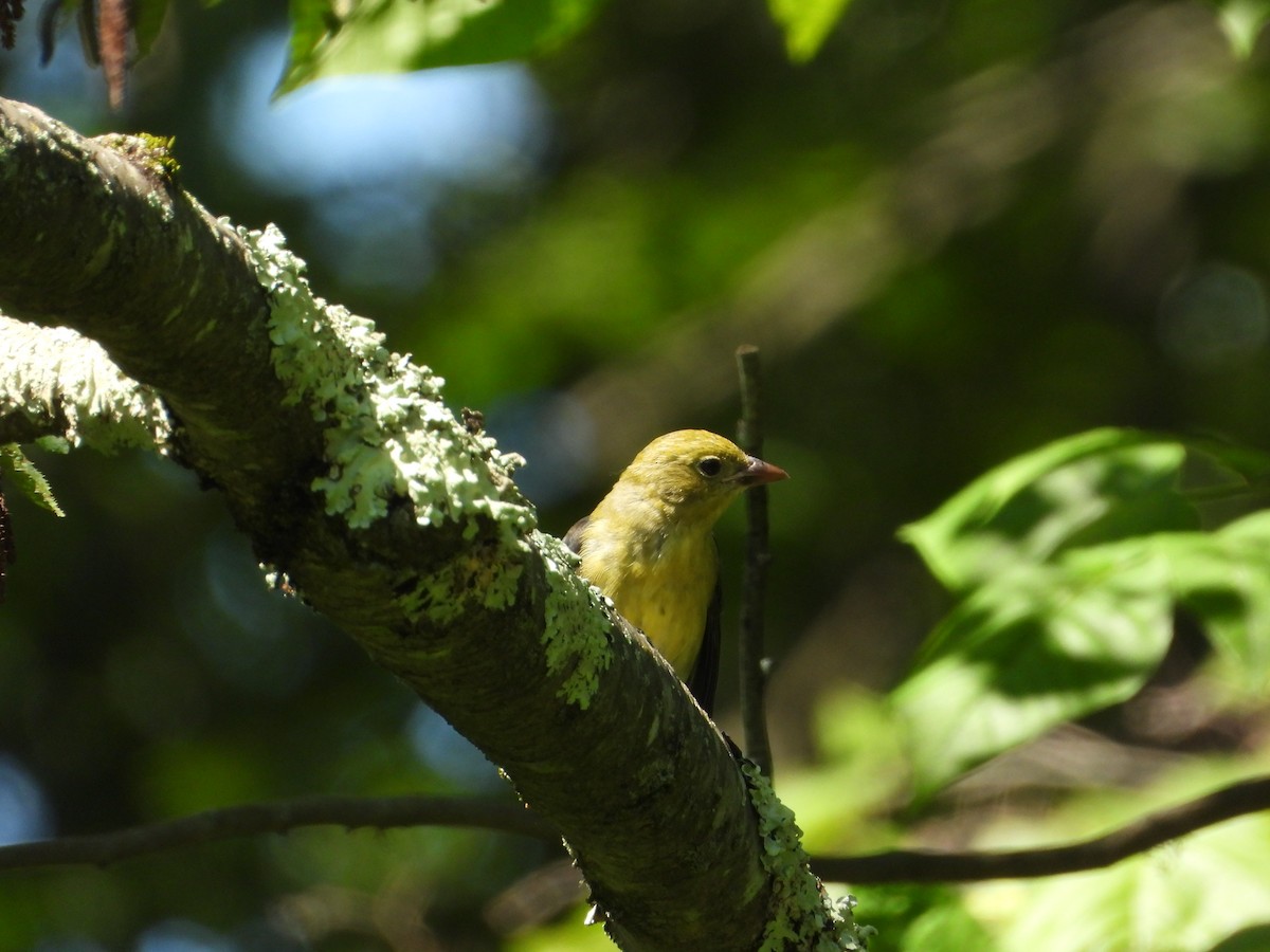 Scarlet Tanager - ML646806088