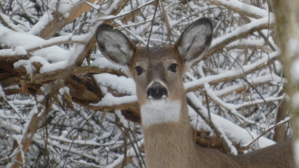 White-tailed Deer - ML646806089