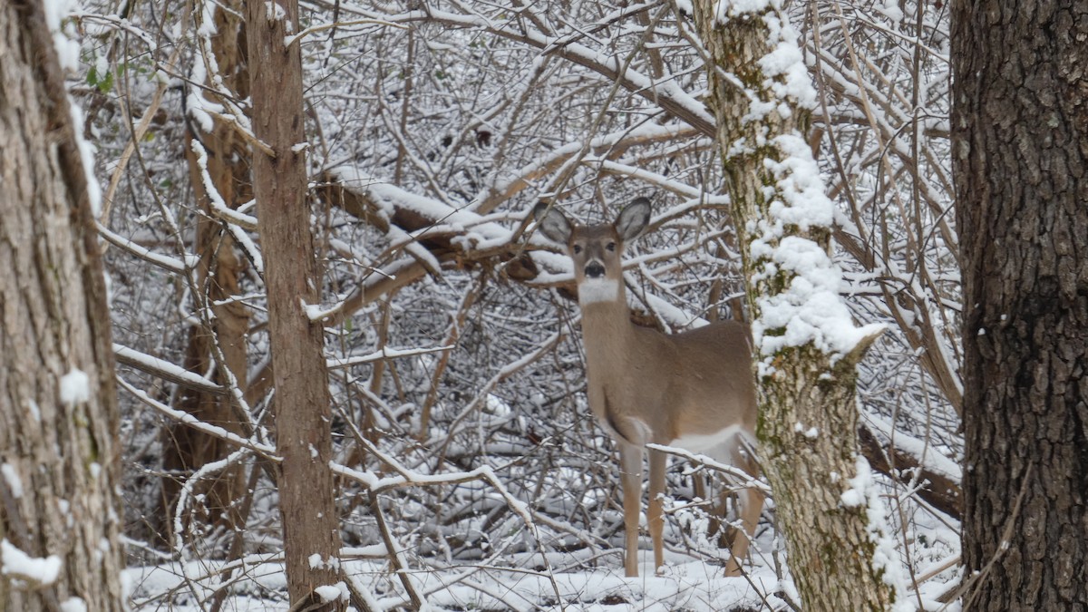 White-tailed Deer - ML646806090