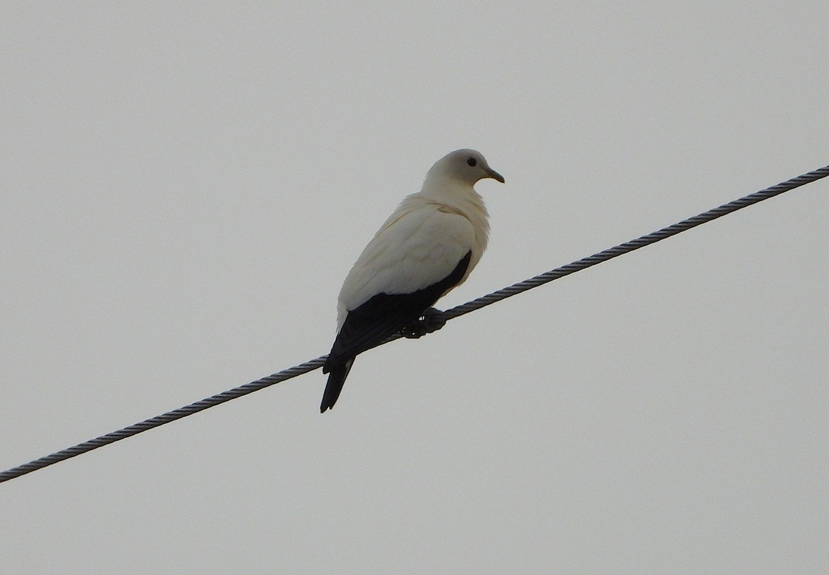 snøkeiserdue - ML646806094