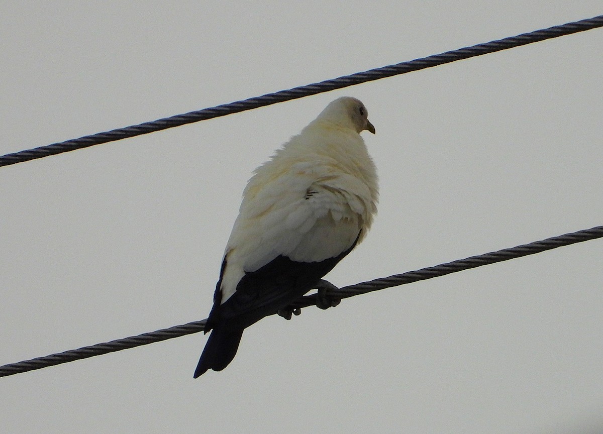 snøkeiserdue - ML646806095