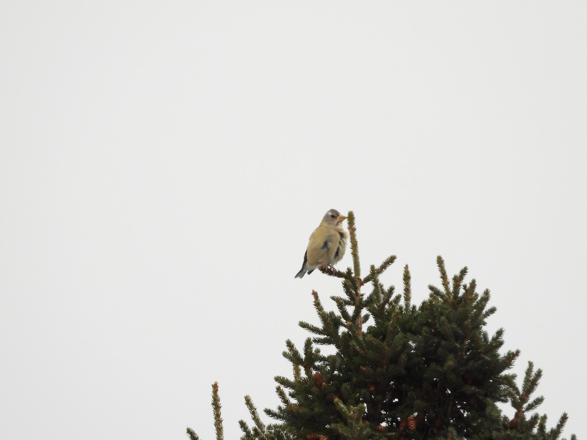 Evening Grosbeak - ML646806096