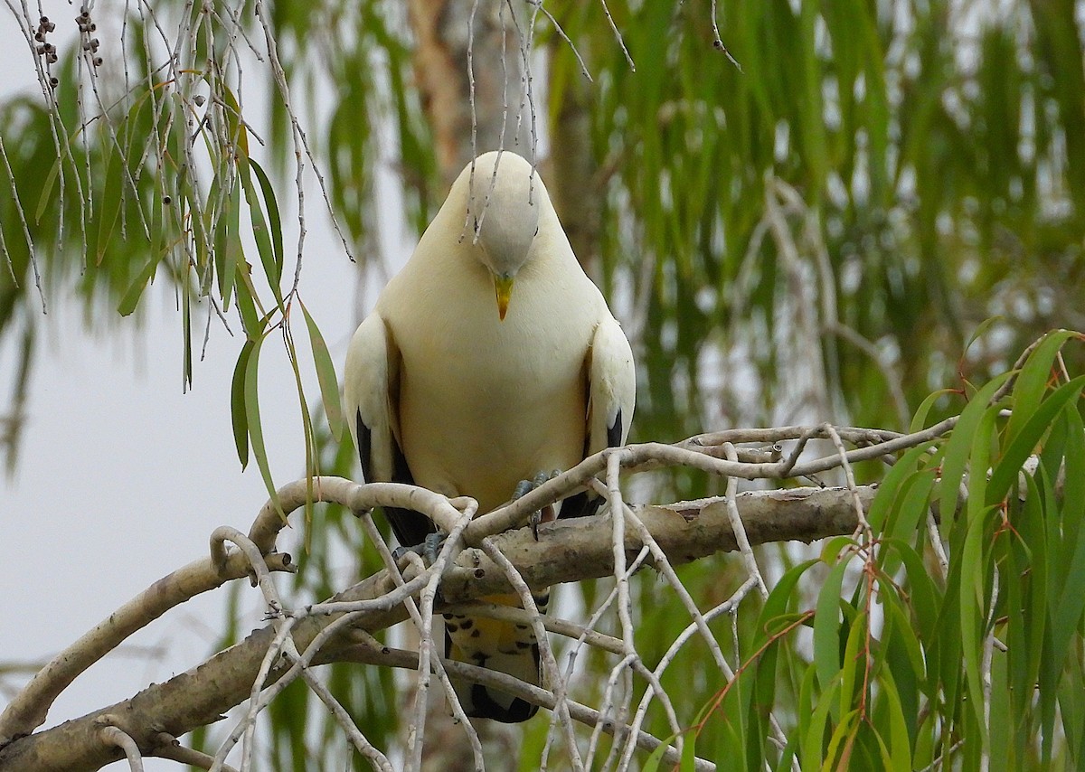 snøkeiserdue - ML646806097