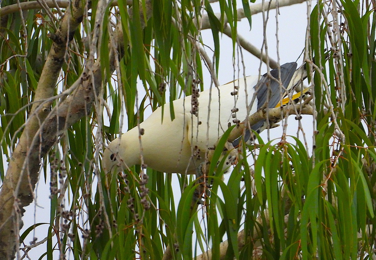 snøkeiserdue - ML646806099