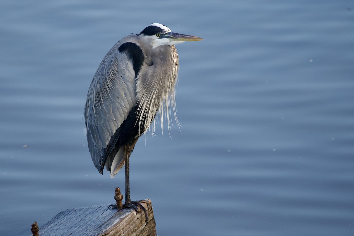 Great Blue Heron - ML646806100