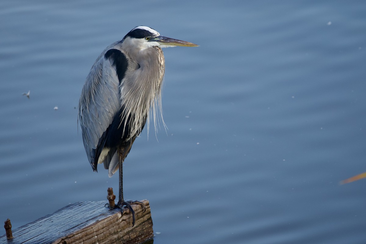 Great Blue Heron - ML646806101
