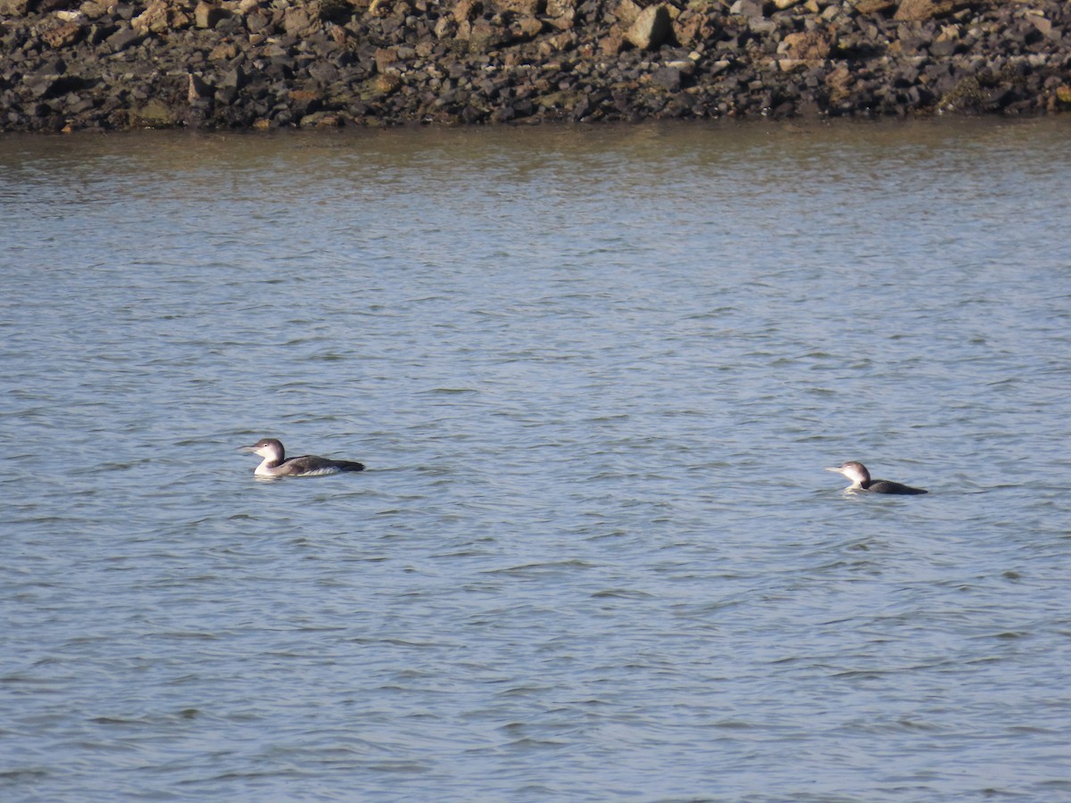 Common Loon - ML646806102