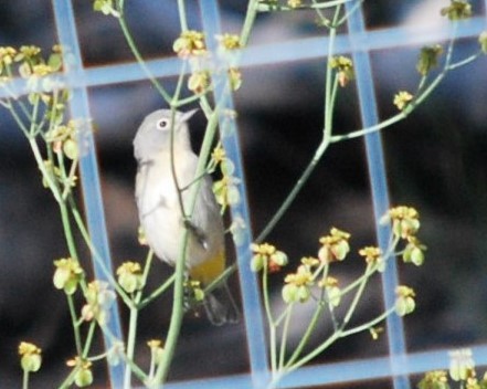 Червоїд жовтоволий - ML646806104