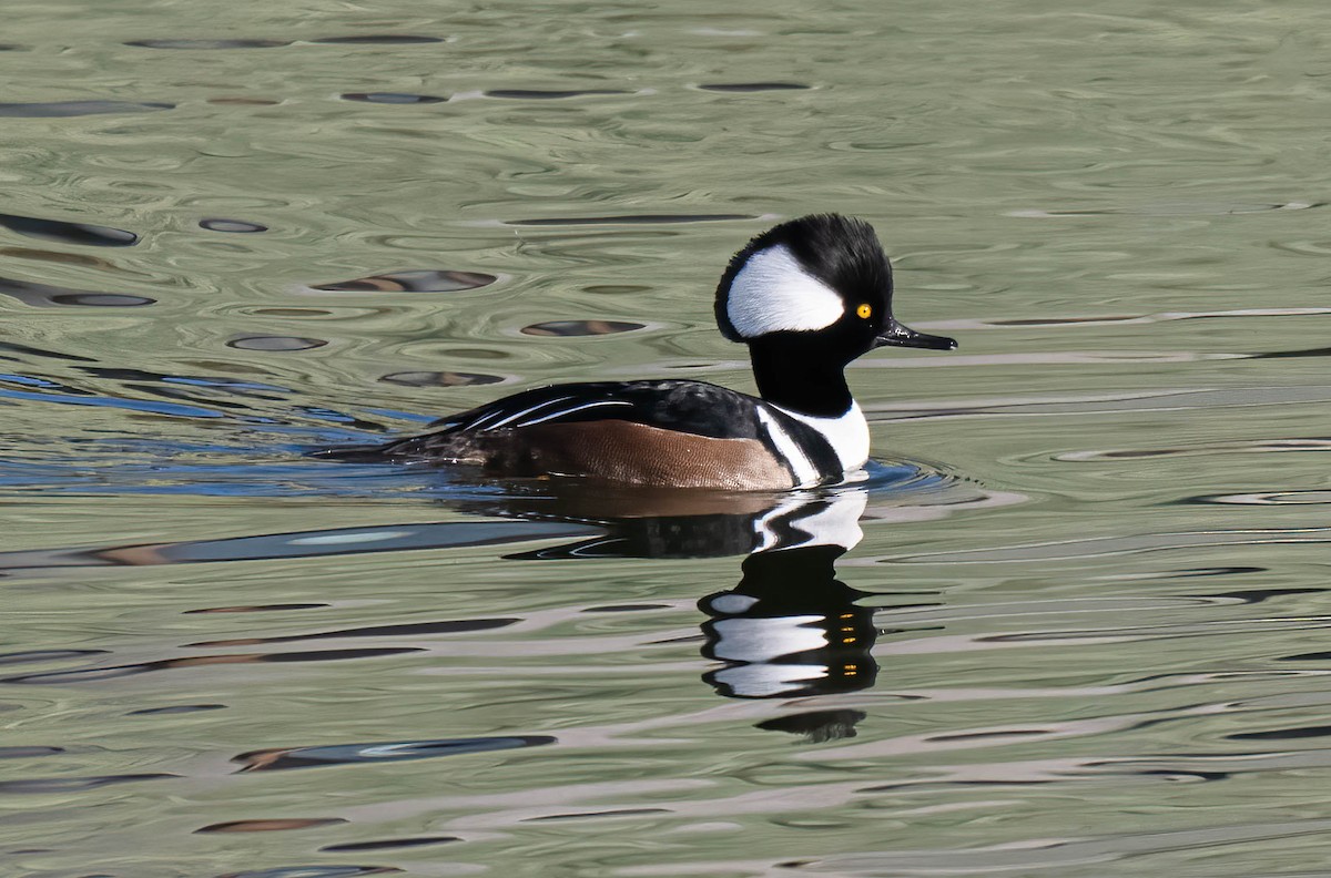 Hooded Merganser - ML646806105