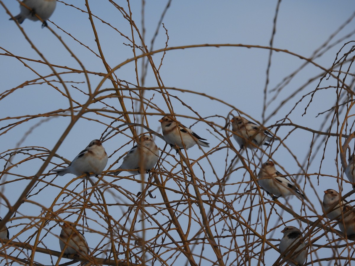 snøspurv - ML646806107