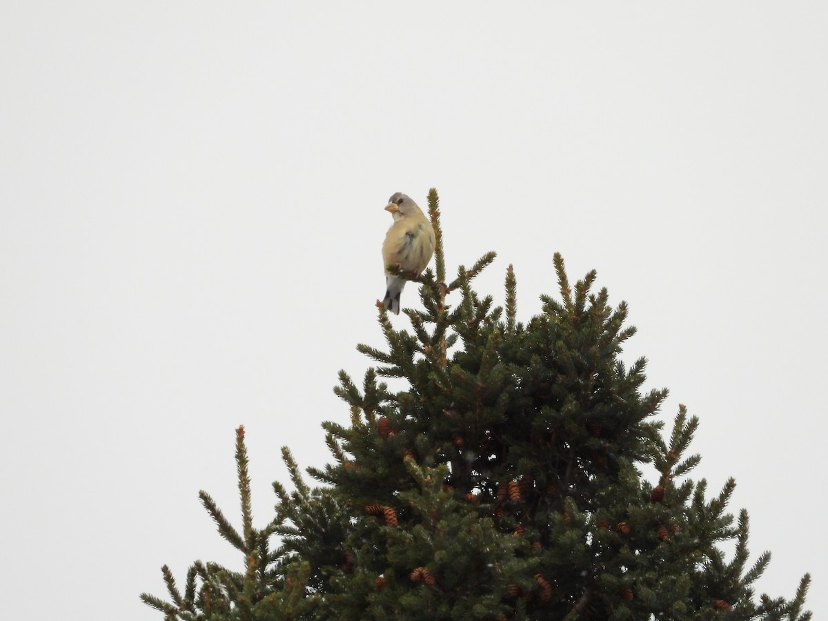 Evening Grosbeak - ML646806112