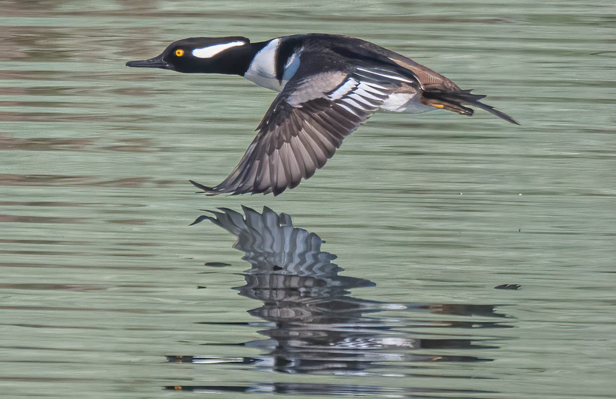 Hooded Merganser - ML646806115