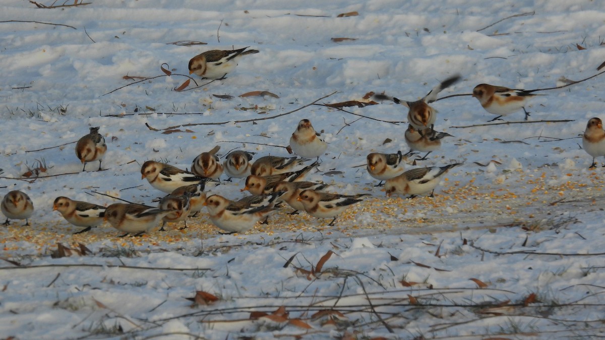 snøspurv - ML646806117