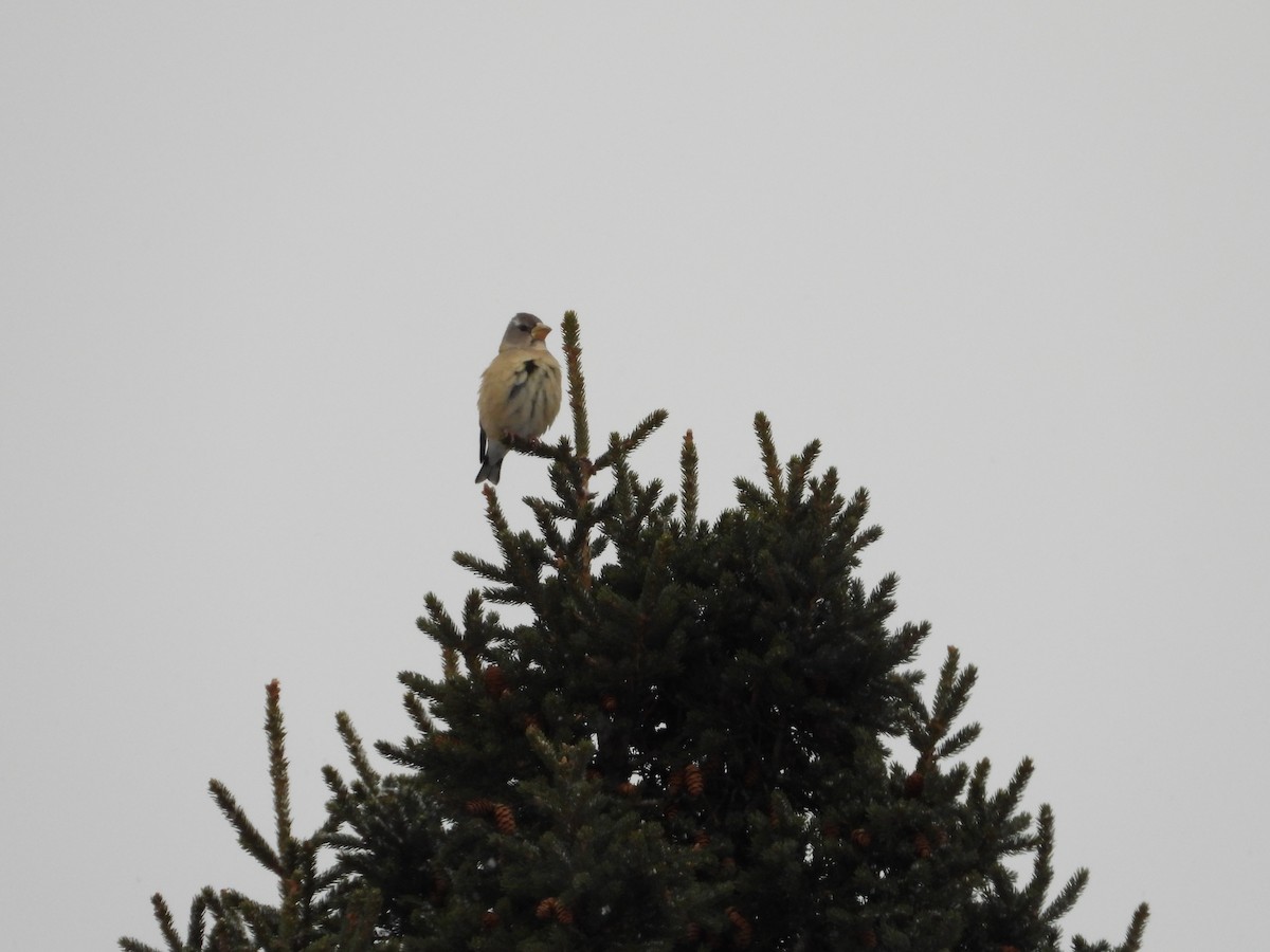 Evening Grosbeak - ML646806118