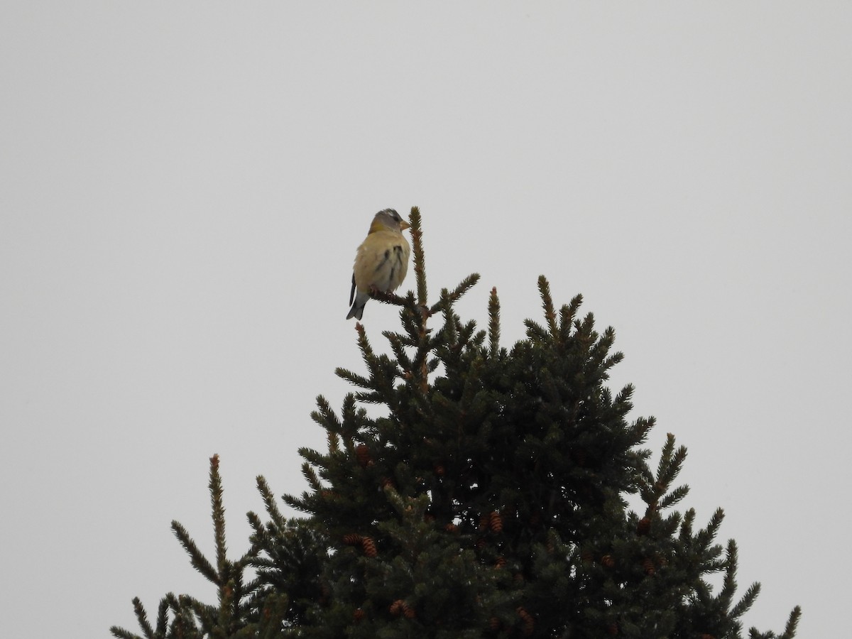 Evening Grosbeak - ML646806125