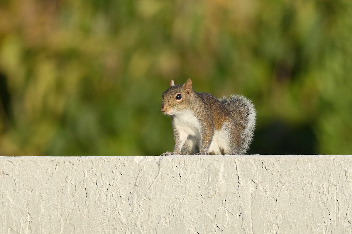 Eastern Gray Squirrel - ML646806126
