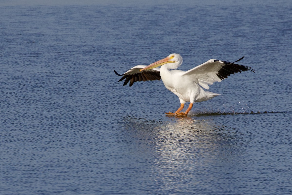 American White Pelican - ML646806128